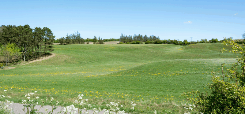 A picture containing grass, outdoor, sky, field

Description automatically generated